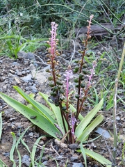 Scilla haemorrhoidalis