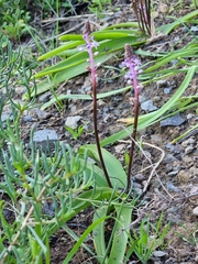 Scilla haemorrhoidalis