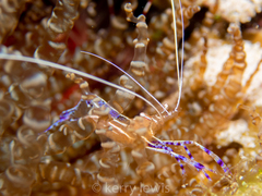 Ancylomenes pedersoni