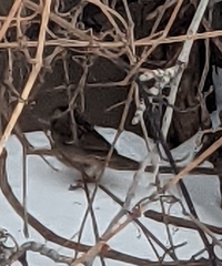 Spizelloides arborea