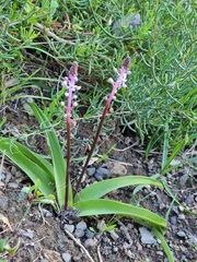 Scilla haemorrhoidalis