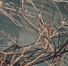 Spizelloides arborea