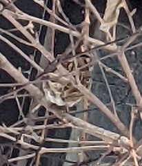 Spizelloides arborea