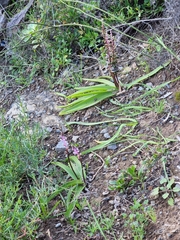 Scilla haemorrhoidalis