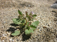 Phacelia lemmonii