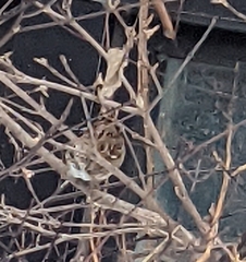 Spizelloides arborea