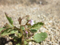 Phacelia lemmonii