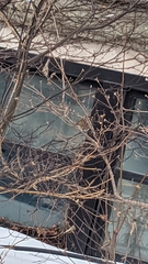 Spizelloides arborea