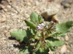 Phacelia lemmonii