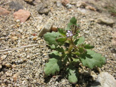 Phacelia lemmonii