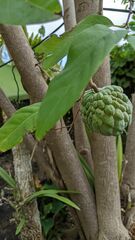 Annona squamosa
