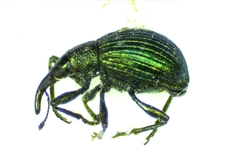 Pseudoprotapion astragali