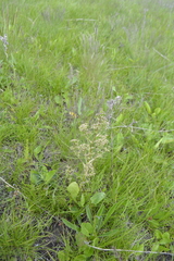 Trinia multicaulis