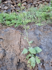 Nicotiana paniculata