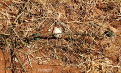 Trochomeria macrocarpa macrocarpa