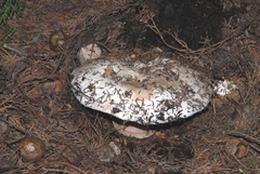 Agaricus gennadii