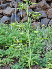 Nicotiana paniculata