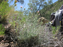 Erigeron parishii