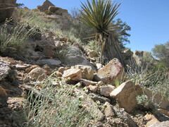 Erigeron parishii
