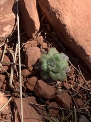 Tomostima cuneifolia