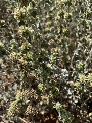 Marrubium