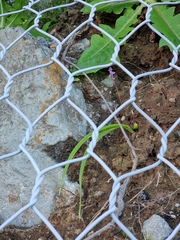 Scilla haemorrhoidalis