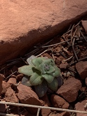 Tomostima cuneifolia