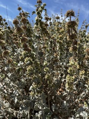 Marrubium