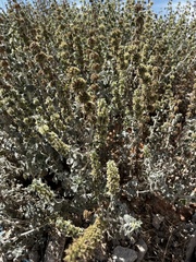 Marrubium