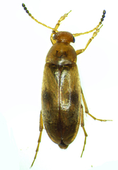Anaspis maculata