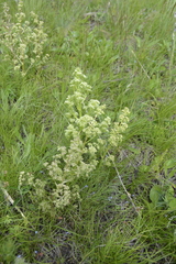 Trinia multicaulis