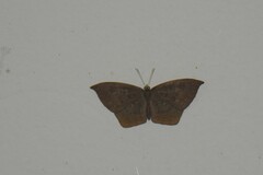 Eurybia pergaea