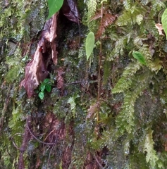 Hymenophyllum dentatum