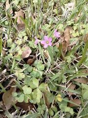 Oxalis violacea