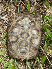 Malacochersus tornieri