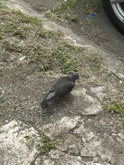Columba livia domestica