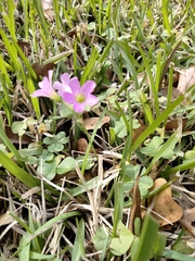 Oxalis violacea