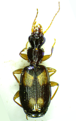 Calodromius spilotus