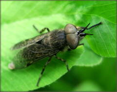 Haematopota pluvialis