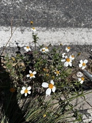 Bidens alba