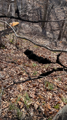 Dothideomycetes