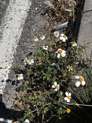 Bidens alba