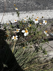 Bidens alba