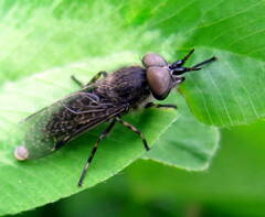 Haematopota pluvialis