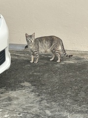 Felis catus