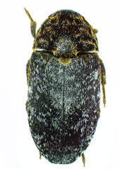 Dermestes undulatus