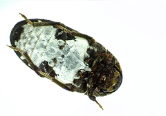 Dermestes undulatus