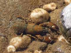 Pacifastacus leniusculus