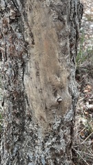 Fomitiporia punctata