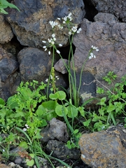 Allium canariense